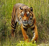 THE SUMATRAN TIGER