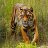 THE SUMATRAN TIGER